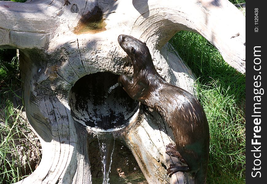 A sea otter climbing over trees.