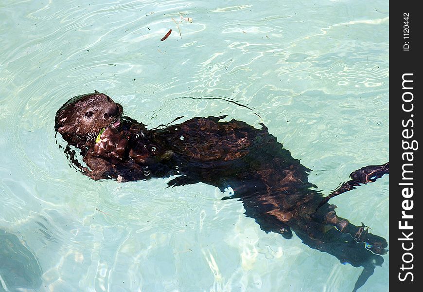 A sea otter swimming on its back while eating something.