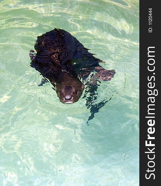 A sea otter swimming in a pool.