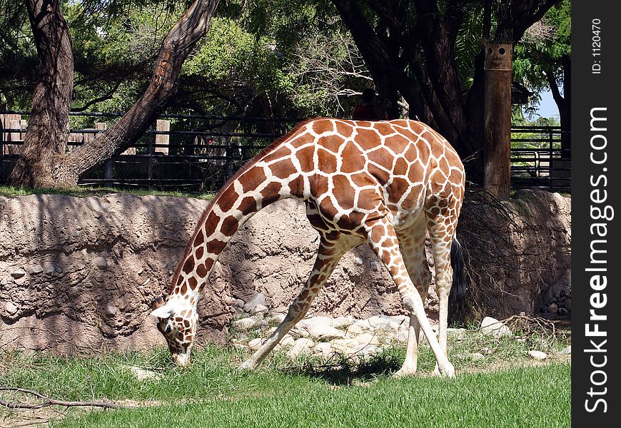 A giraffe bending over eating grass. A giraffe bending over eating grass.