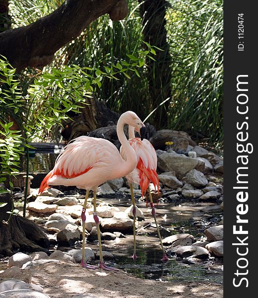 Two flamingos standing close together with one as a side view and one with the back view. Two flamingos standing close together with one as a side view and one with the back view.