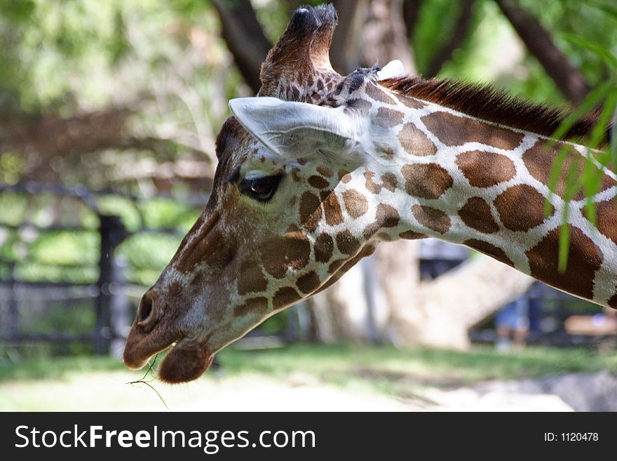 Close up of the face of a giraffe while eating grass. Close up of the face of a giraffe while eating grass.