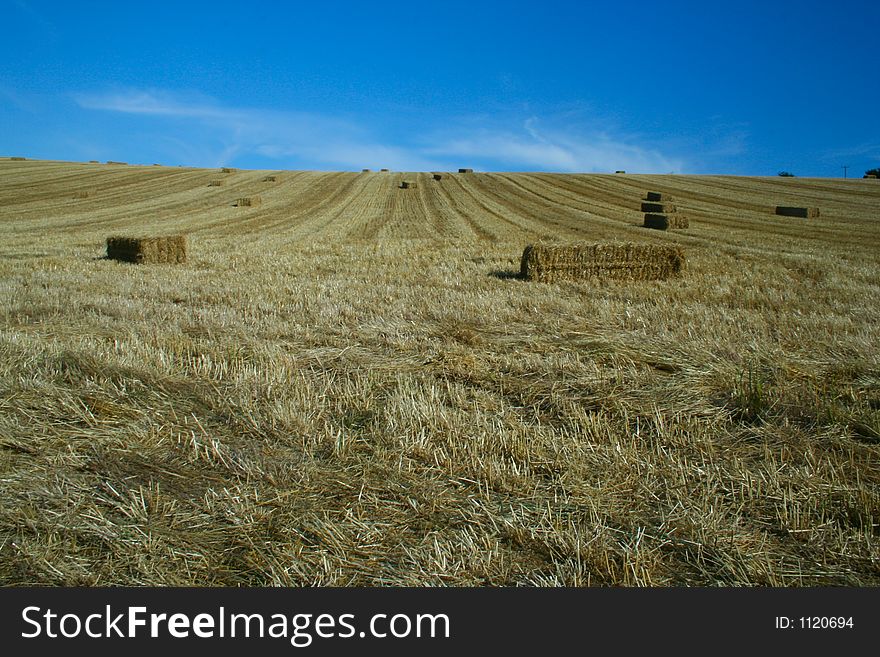 Bales of straw in a field against a blue sky. Bales of straw in a field against a blue sky