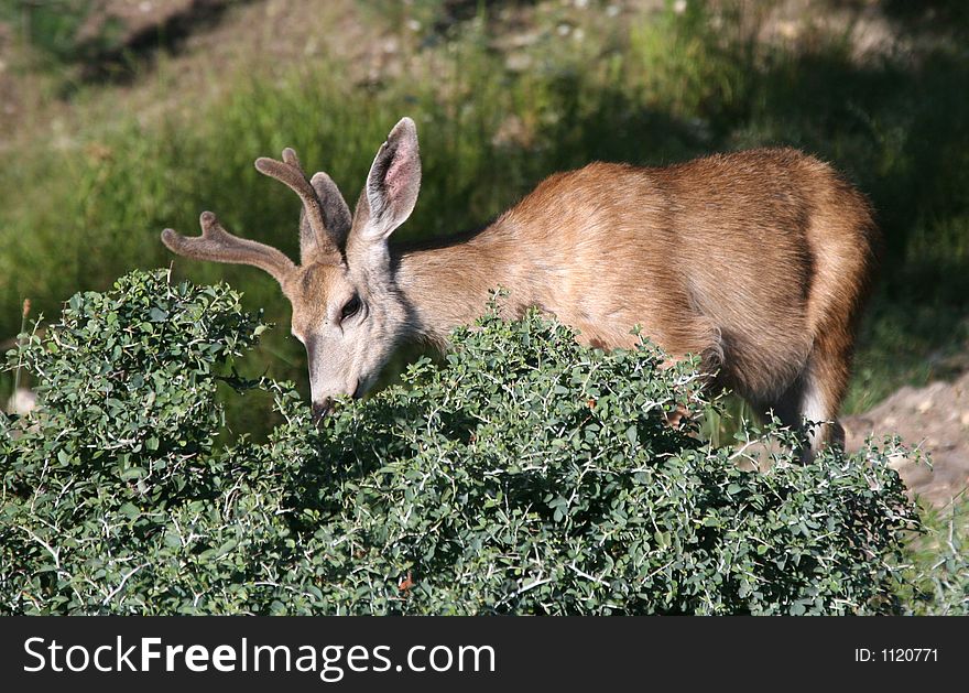 Young mule deer buck eating berries off bush in forest. Young mule deer buck eating berries off bush in forest