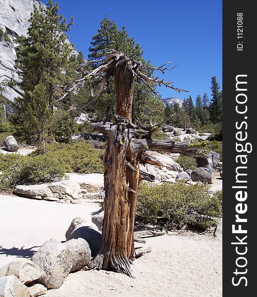 Dead Tree Stump in the Mountains