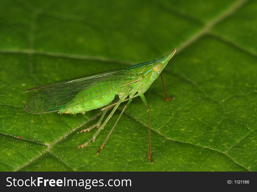 Green bug on a leaf, Venezuela, Henri Pittier National Park