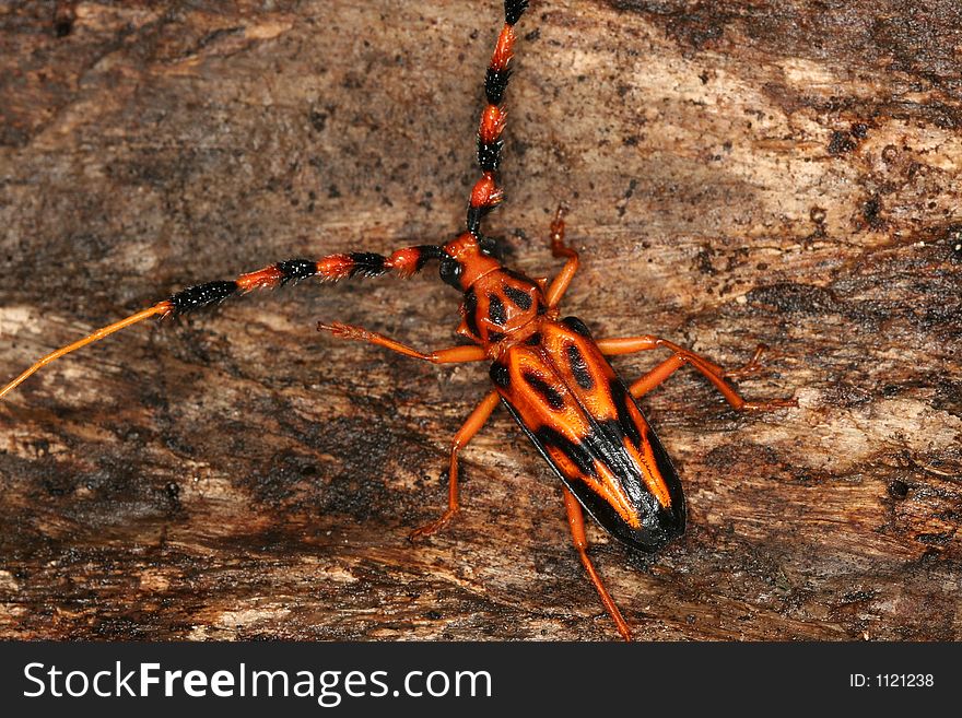 Tropical long-horned beetle on a bark, Venezuela, Henri Pittier National Park