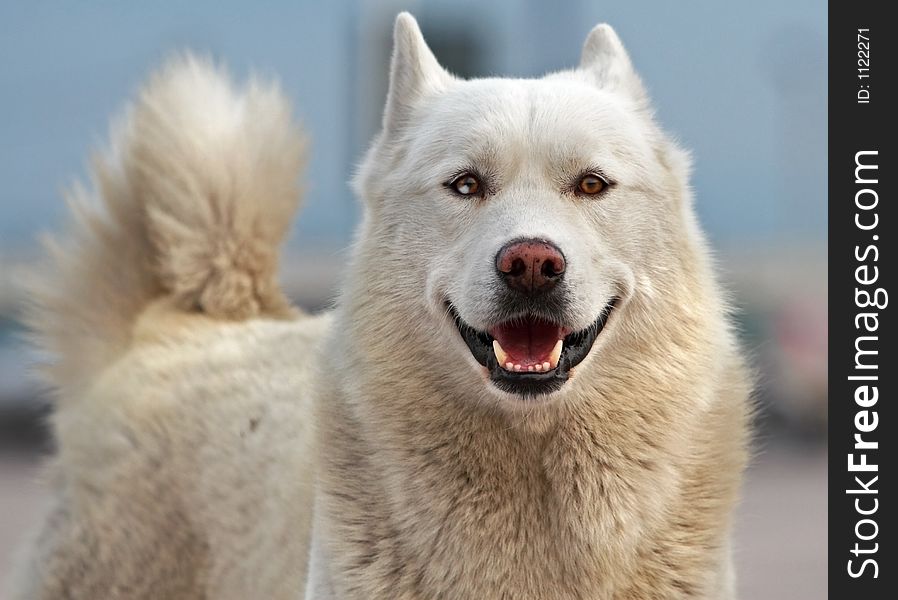 White-haired husky dog. White-haired husky dog