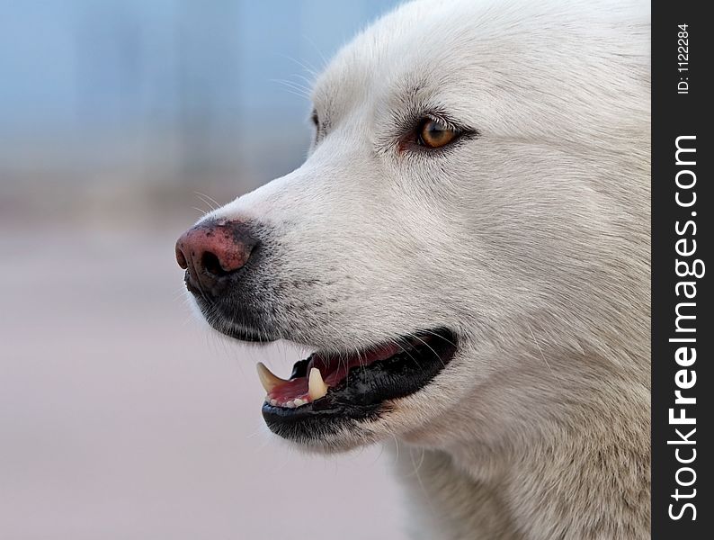 Portrait Of Husky Dog