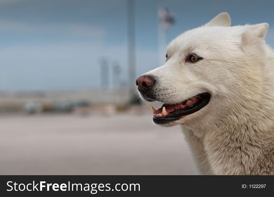 White haired husky dog smiling. White haired husky dog smiling