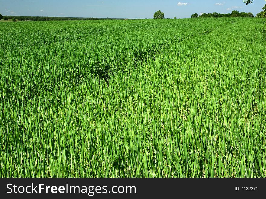Green field of rural area