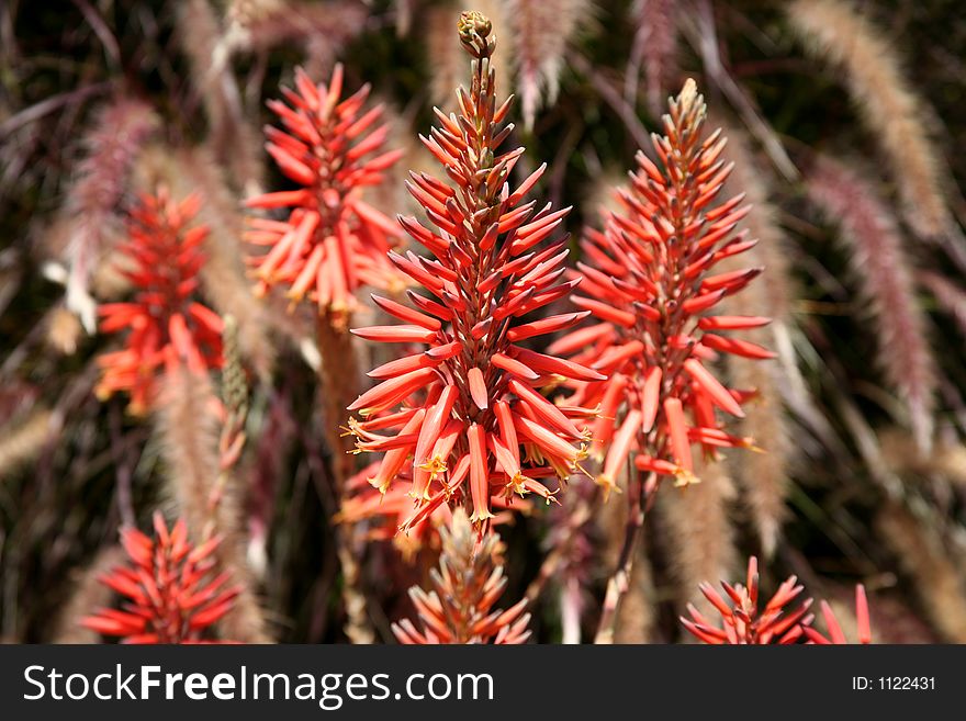 Red plant that has yellow flowers. Red plant that has yellow flowers