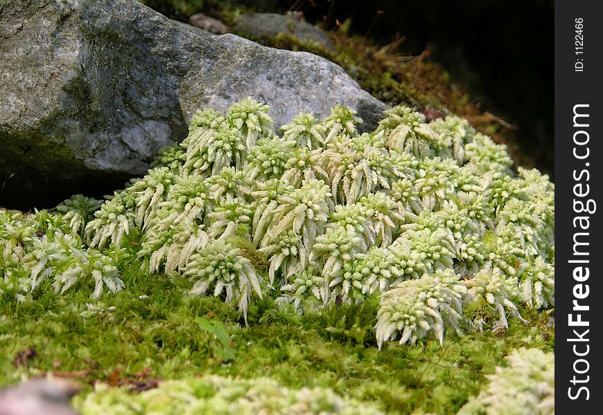 Moss growing near a river in Glocester, Rhode Island. Moss growing near a river in Glocester, Rhode Island.