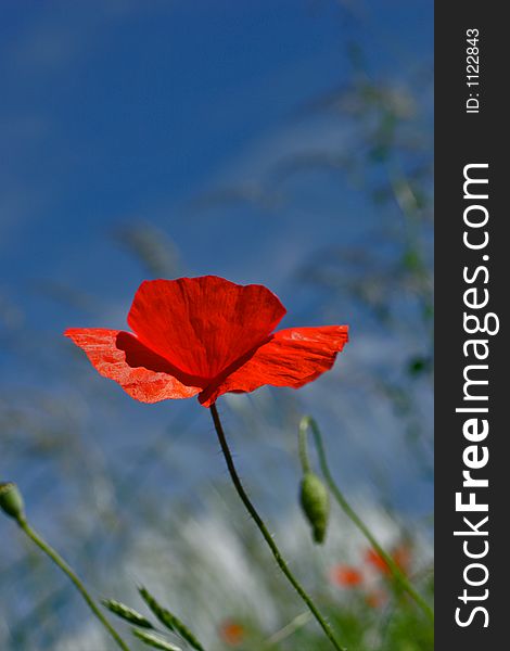 Poppy in the sun with a blue sky
