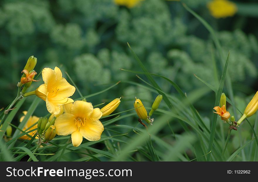 Summer daylilies with green background
