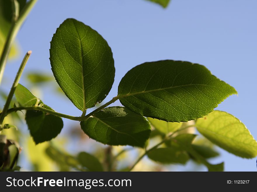 Fresh green leaves on the background of blue sky. Fresh green leaves on the background of blue sky