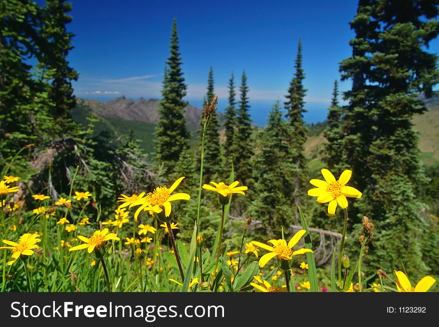 Yellow daises growing high in the mountains of Washington State. Yellow daises growing high in the mountains of Washington State