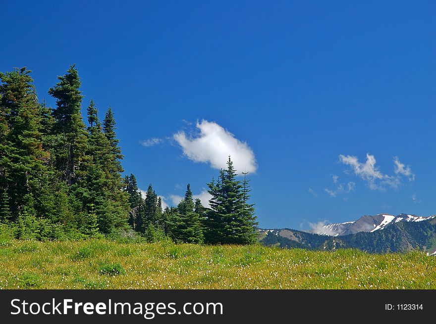 A meadow high in the mountains of Washington State. A meadow high in the mountains of Washington State