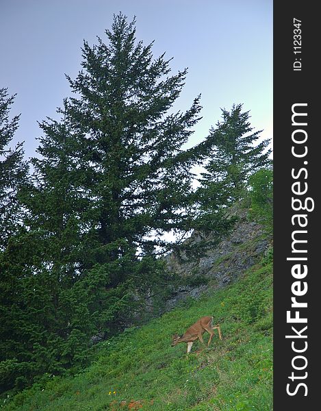 A deer running through a high mountain meadow in Washington State. A deer running through a high mountain meadow in Washington State