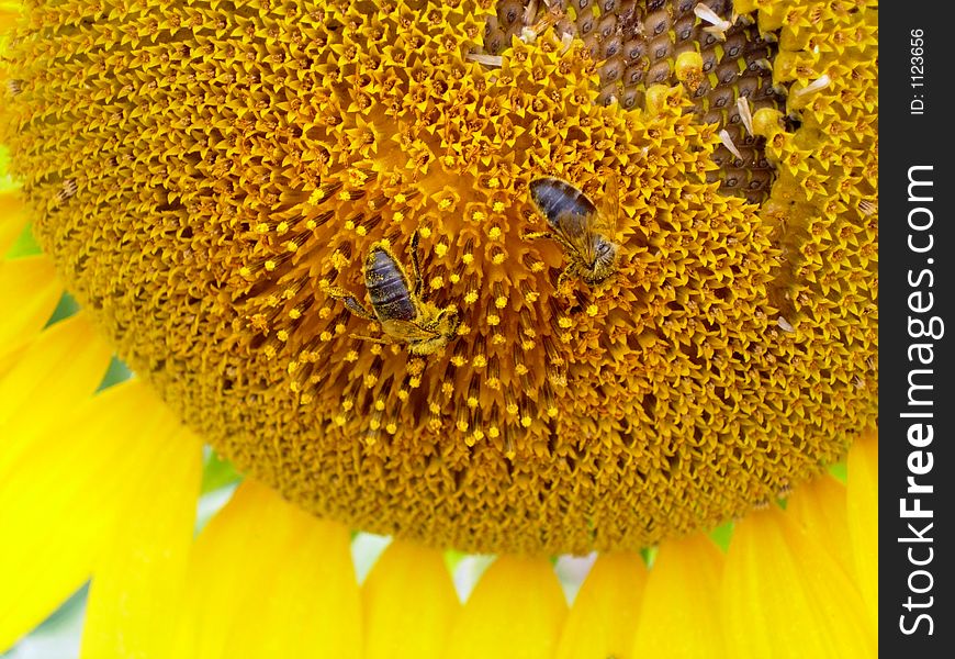 Two beas on yellow sunflower