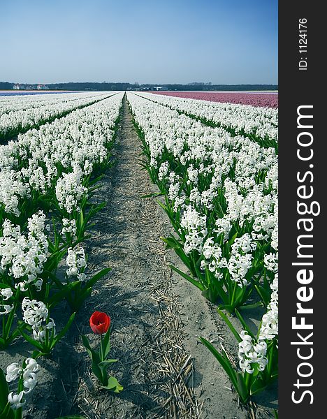 One red tulip in the middle of white flowers. One red tulip in the middle of white flowers