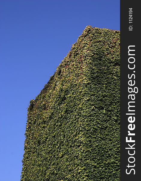 An ivy covered wall in the center of a small town in Connecticut. An ivy covered wall in the center of a small town in Connecticut.