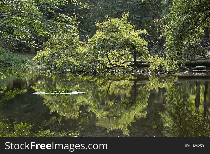 Beautiful forest and water background. Beautiful forest and water background