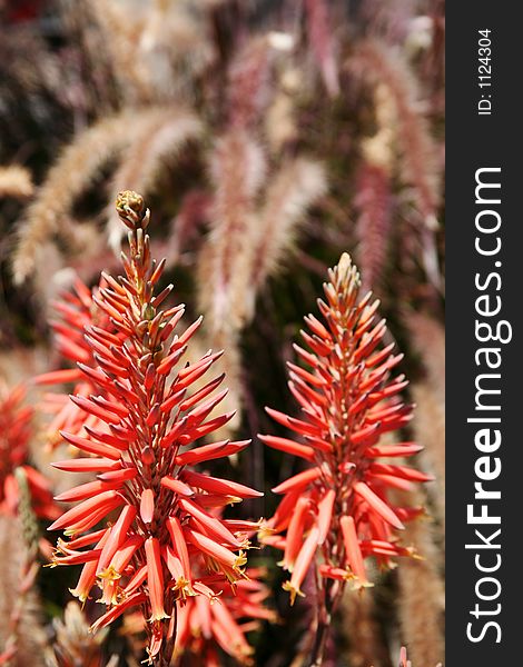 Red plant blooming with beautiful yellow flowers