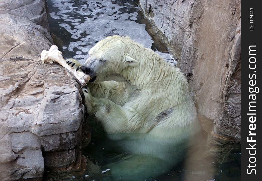 Big white polar bear eating meat from a bone.