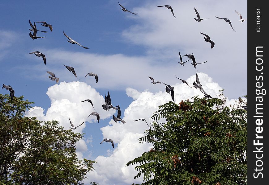 Many birds flying in the sky. Many birds flying in the sky.