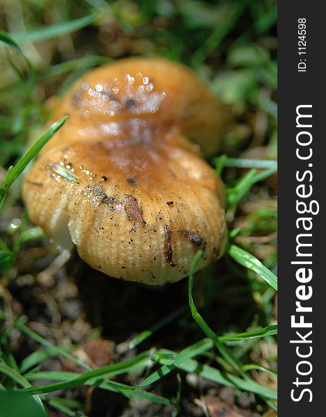 Wet mushroom on grass close-up. Wet mushroom on grass close-up