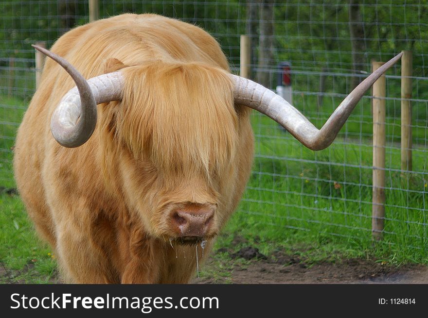 Highland cattle in scotland