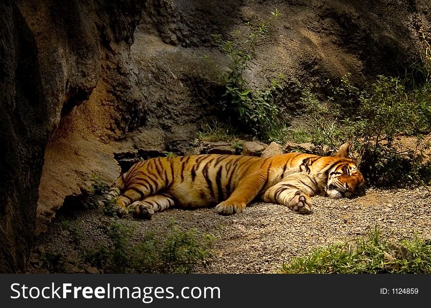 Tiger sleeping in the shade. Tiger sleeping in the shade