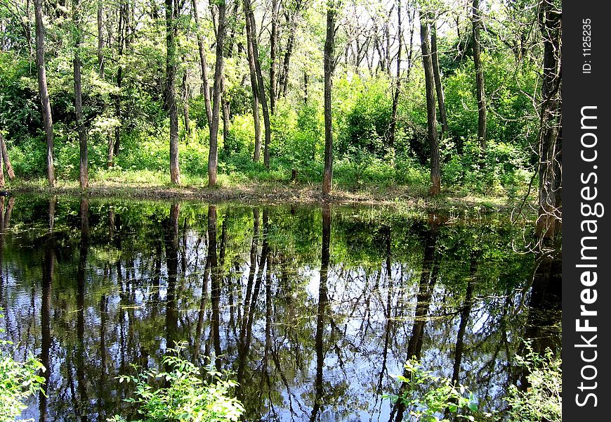 There is a lake in the forest. There is a lake in the forest