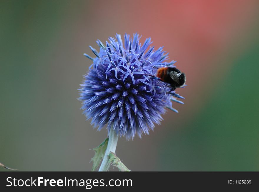 Bumblebee on a blue tropical flower