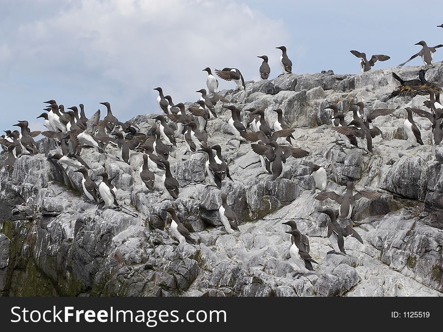 Guillemots on sea cliffs, Uria aalge, late may, Farne Islands, UK. Guillemots on sea cliffs, Uria aalge, late may, Farne Islands, UK.