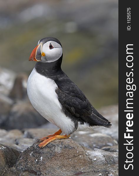 Puffin, Fratercula arctica, standing on rocks, Farne Islands, May, UK. Puffin, Fratercula arctica, standing on rocks, Farne Islands, May, UK.