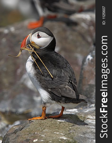 Puffin, Fratercula arctica, standing on rocks with nesting material in bill, Farne Islands, May, UK. Puffin, Fratercula arctica, standing on rocks with nesting material in bill, Farne Islands, May, UK.