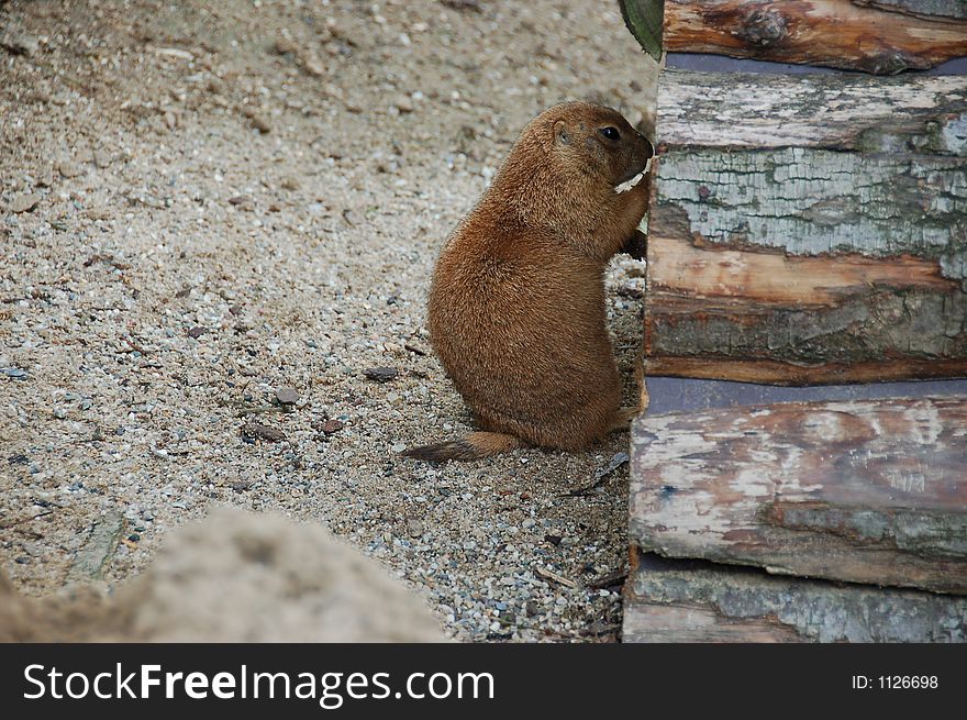 Prairie dog near a tree part. Prairie dog near a tree part