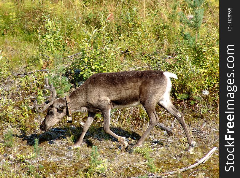 The reindeer grazed on a roadside of road. The reindeer grazed on a roadside of road