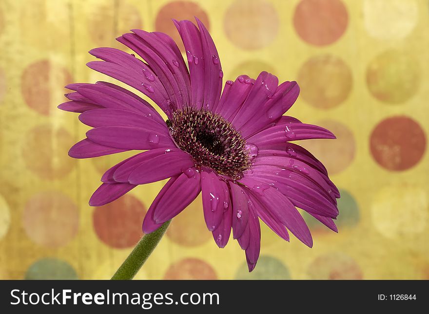 Photo of a Purple Flower With Dew Drops