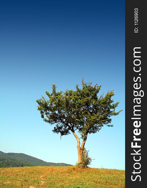 Landscape image at the mountain, with a dark blue sky and alone tree. Landscape image at the mountain, with a dark blue sky and alone tree