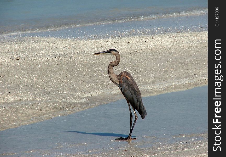 Great Blue Heron on the Beach