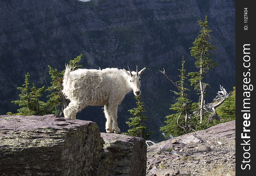 This image of the young mountain goat on the rock was taken while hiking on the Gunsight Pass trail in Glacier National Park. This image of the young mountain goat on the rock was taken while hiking on the Gunsight Pass trail in Glacier National Park.