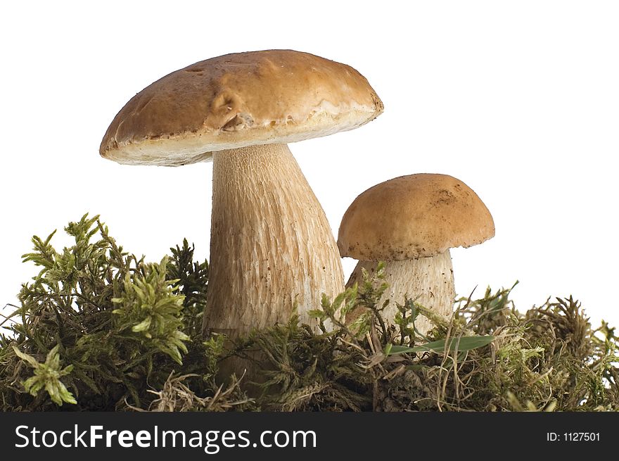 Mushrooms close-up on white background