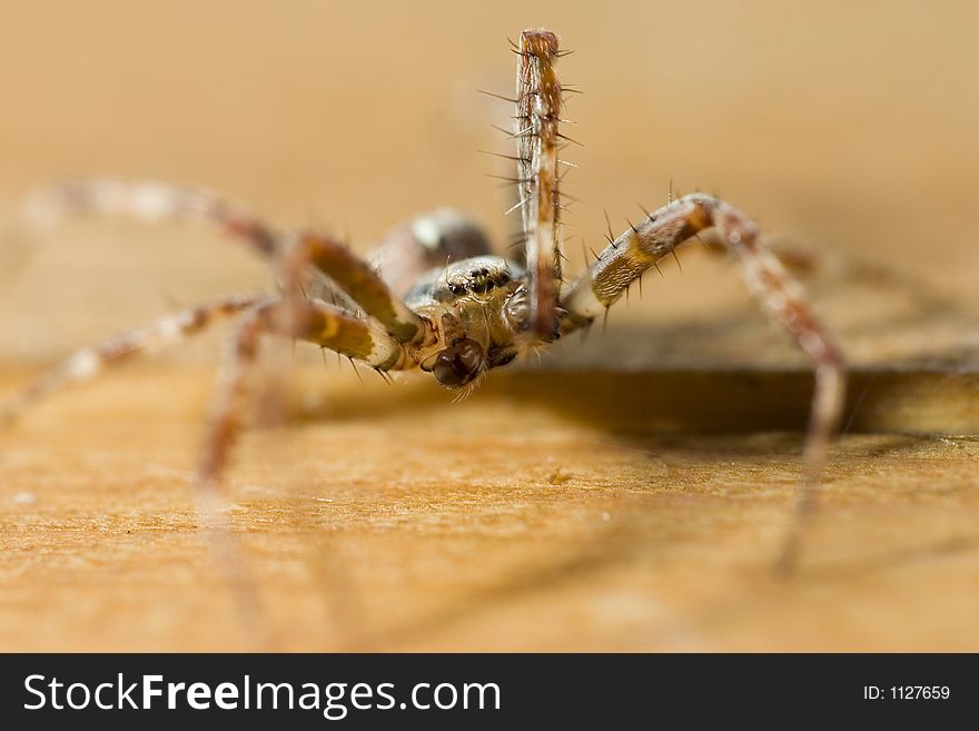 Home spider, house keeper