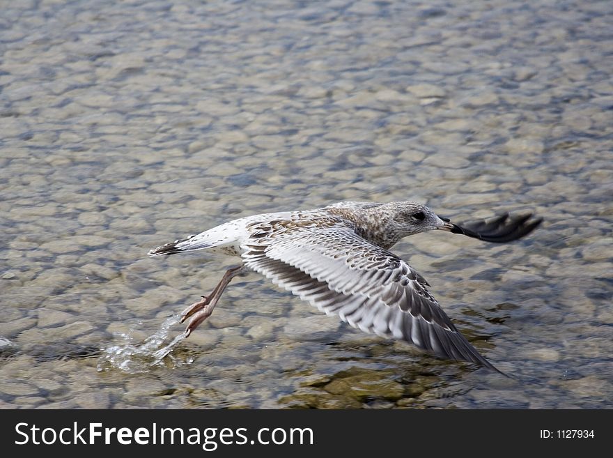 Seagull taking flight on lake huron in mackinaw city michigan during the summer