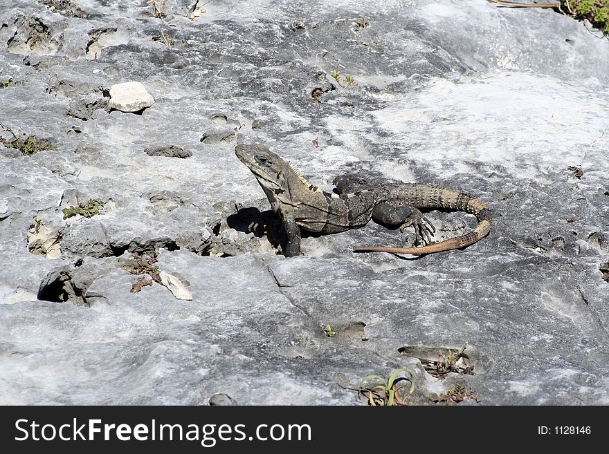 Lizzard sunning in mexico on the ruins. Lizzard sunning in mexico on the ruins