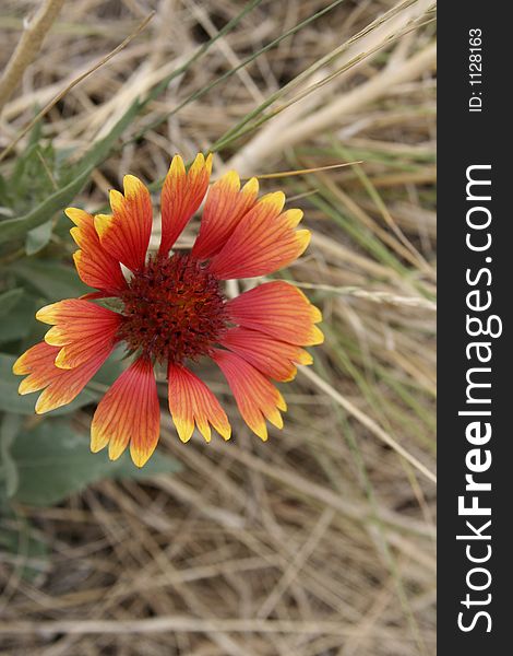 Colorful Coloardo Wild Flower