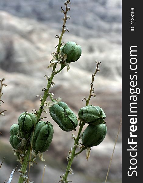 Flower seed pods at badlands south dakota. Flower seed pods at badlands south dakota